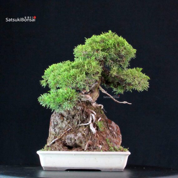 Juniperus Chinensis Itoigawa - immagine 2
