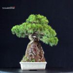 Juniperus Chinensis Itoigawa - immagine 3