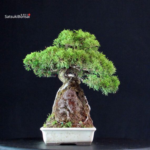 Juniperus Chinensis Itoigawa - immagine 3