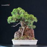 Juniperus Chinensis Itoigawa - immagine 4