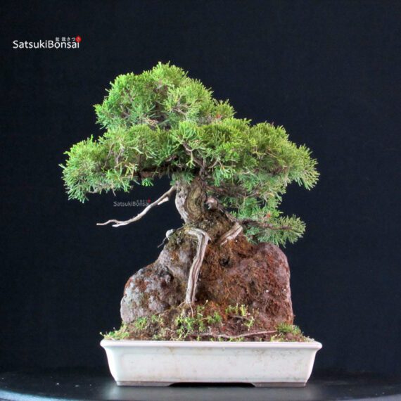 Juniperus Chinensis Itoigawa - immagine 4