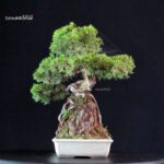 Juniperus Chinensis Itoigawa - immagine 5