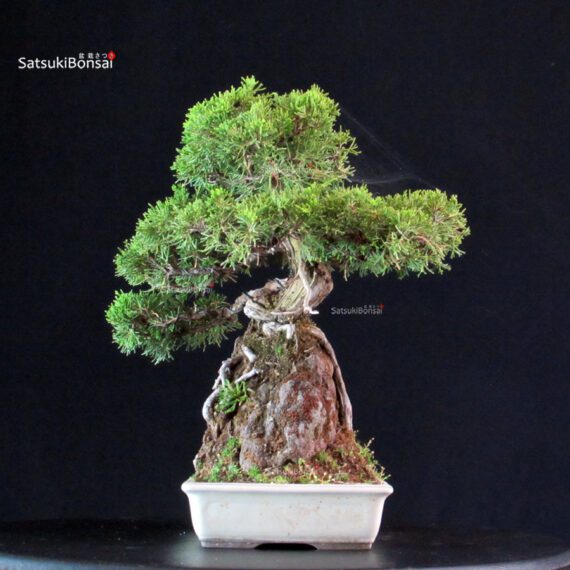 Juniperus Chinensis Itoigawa - immagine 5