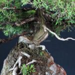 Juniperus Chinensis Itoigawa - immagine 6