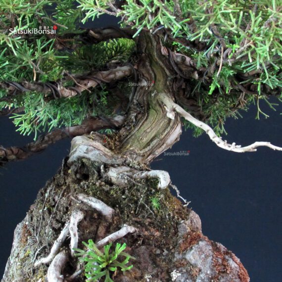 Juniperus Chinensis Itoigawa - immagine 6
