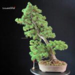 Pinus Pentaphylla - Goyomatsu