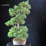 Pinus Pentaphylla - Goyomatsu - immagine 2