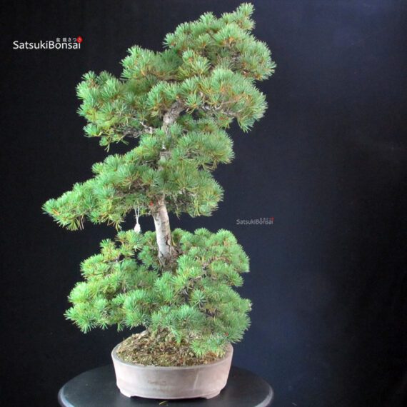 Pinus Pentaphylla - Goyomatsu - immagine 2