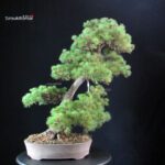 Pinus Pentaphylla - Goyomatsu - immagine 3