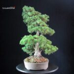 Pinus Pentaphylla - Goyomatsu - immagine 4