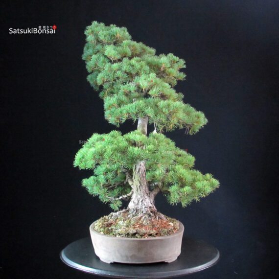 Pinus Pentaphylla - Goyomatsu - immagine 4