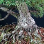 Pinus Pentaphylla - Goyomatsu - immagine 5