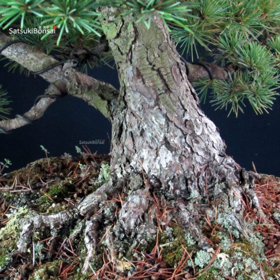 Pinus Pentaphylla - Goyomatsu - immagine 5