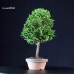 Chamaecyparis Obtusa - Hinoki - immagine 2