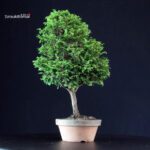 Chamaecyparis Obtusa - Hinoki - immagine 3