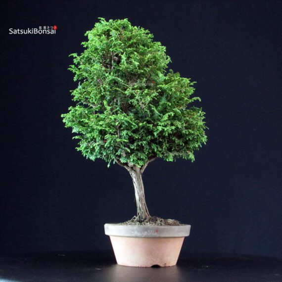 Chamaecyparis Obtusa - Hinoki - immagine 3
