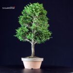 Chamaecyparis Obtusa - Hinoki - immagine 4