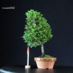 Chamaecyparis Obtusa - Hinoki