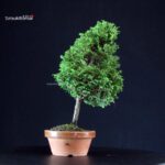 Chamaecyparis Obtusa - Hinoki - immagine 3