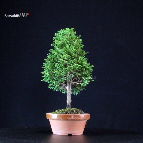Chamaecyparis Obtusa - Hinoki - immagine 4