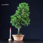 Chamaecyparis Obtusa - Hinoki