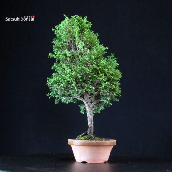 Chamaecyparis Obtusa - Hinoki - immagine 3