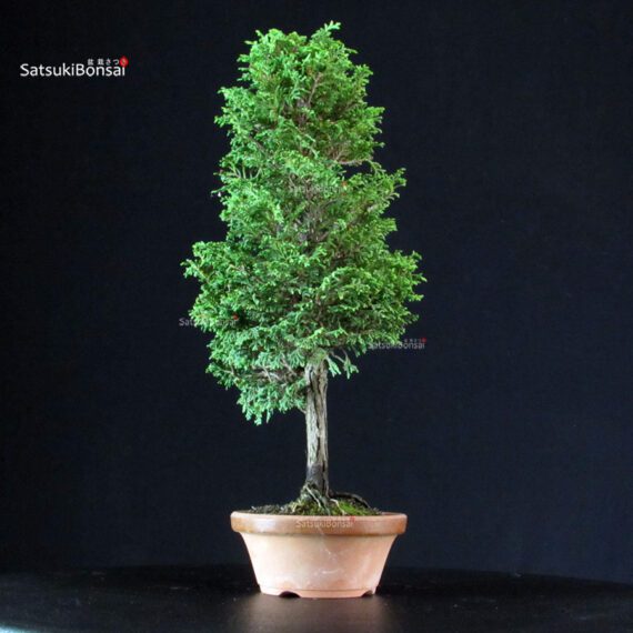 Chamaecyparis Obtusa - Hinoki - immagine 4