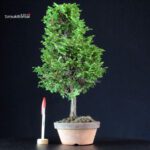 Chamaecyparis Obtusa - Hinoki
