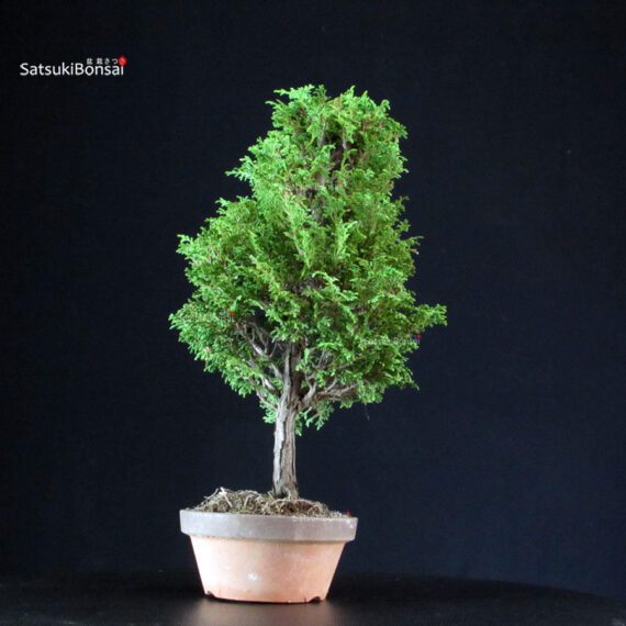 Chamaecyparis Obtusa - Hinoki - immagine 3
