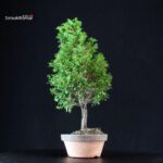 Chamaecyparis Obtusa - Hinoki - immagine 4