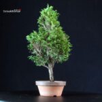 Chamaecyparis Obtusa - Hinoki - immagine 2
