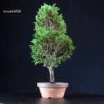 Chamaecyparis Obtusa - Hinoki - immagine 3
