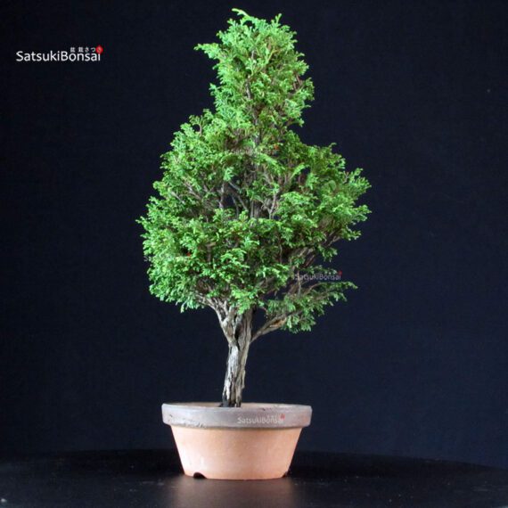 Chamaecyparis Obtusa - Hinoki - immagine 4