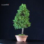 Chamaecyparis Obtusa - Hinoki - immagine 2