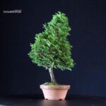 Chamaecyparis Obtusa - Hinoki - immagine 3