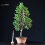 Chamaecyparis Obtusa - Hinoki