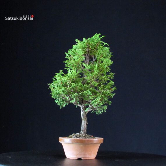 Chamaecyparis Obtusa - Hinoki - immagine 3