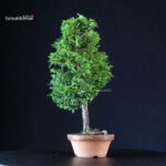 Chamaecyparis Obtusa - Hinoki - immagine 2