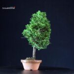 Chamaecyparis Obtusa - Hinoki - immagine 4