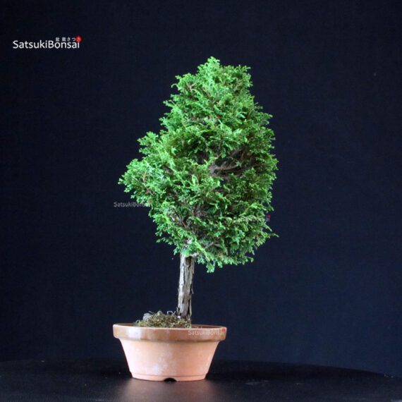 Chamaecyparis Obtusa - Hinoki - immagine 4
