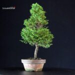 Chamaecyparis Obtusa - Hinoki - immagine 4