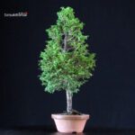 Chamaecyparis Obtusa - Hinoki - immagine 2