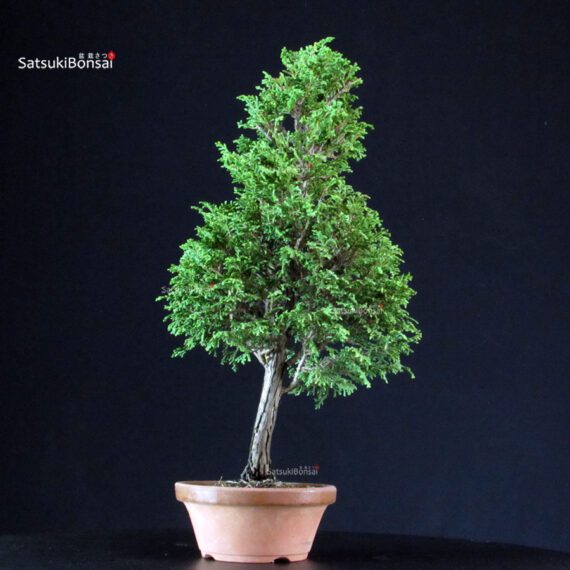 Chamaecyparis Obtusa - Hinoki - immagine 3