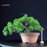 Juniperus Chinensis Itoigawa