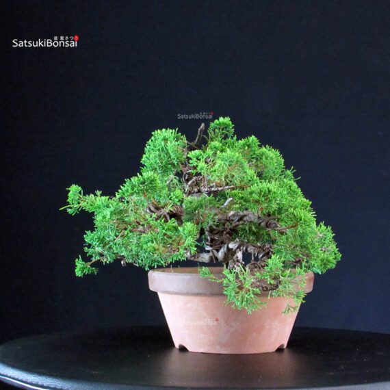 Juniperus Chinensis Itoigawa - immagine 2