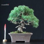 Pinus Pentaphylla - Goyomatsu