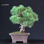 Pinus Pentaphylla - Goyomatsu - immagine 4