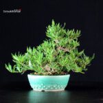 Gardenia Jasminoides - immagine 4