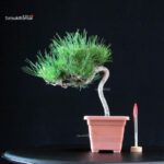 Pinus Thunbergii - Pino nero