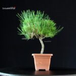 Pinus Thunbergii - Pino nero - immagine 2